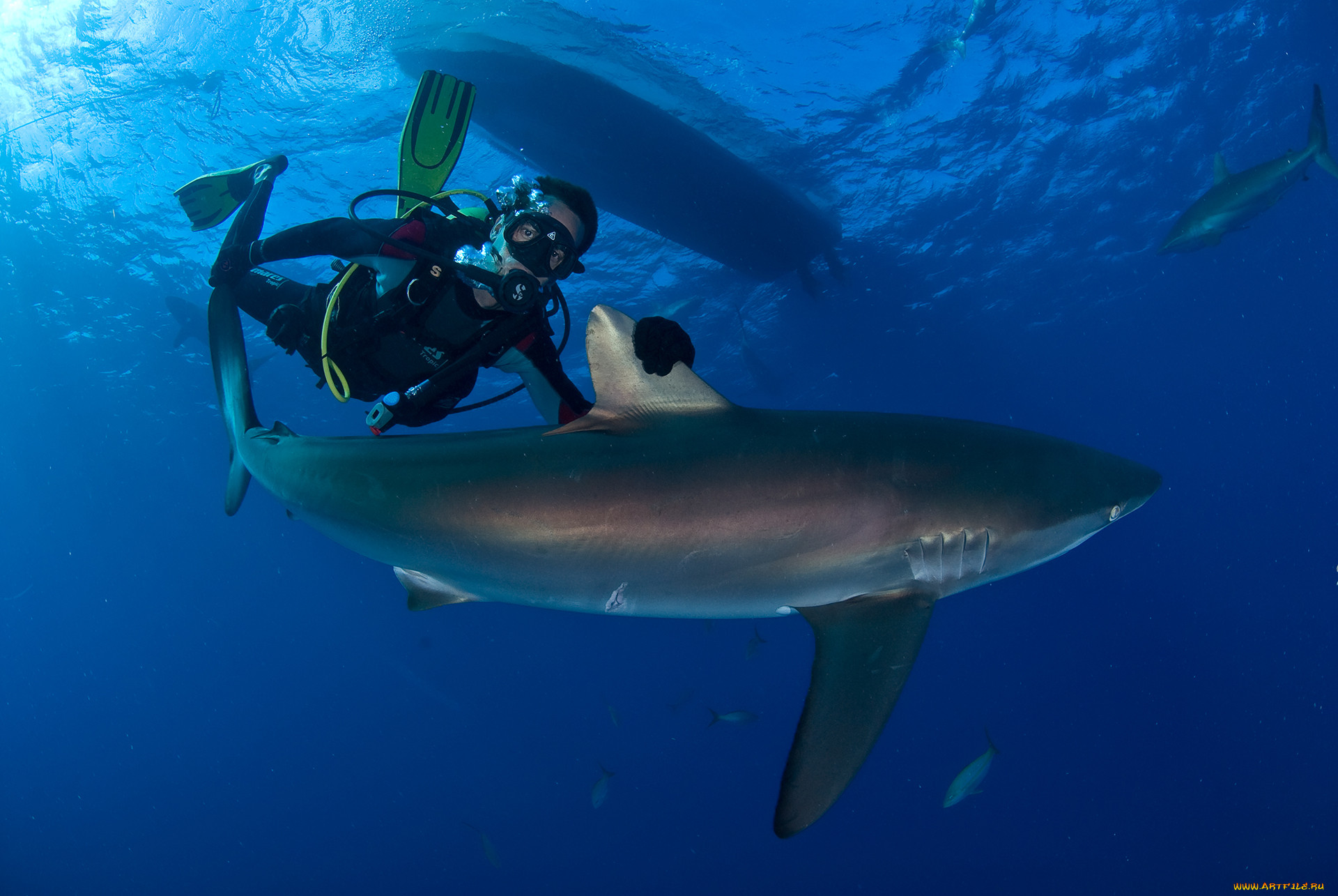 diving, , - , , , , 